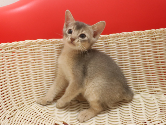 アビシニアンの子猫画像