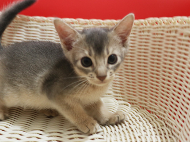 アビシニアンの子猫画像