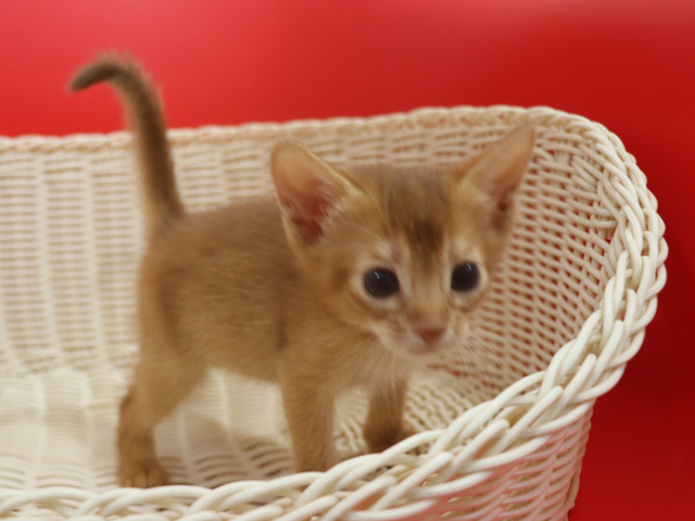 アビシニアンの子猫画像