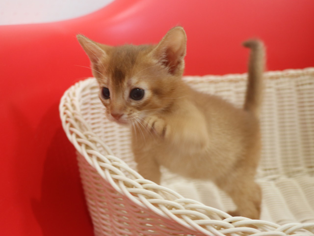 アビシニアンの子猫画像