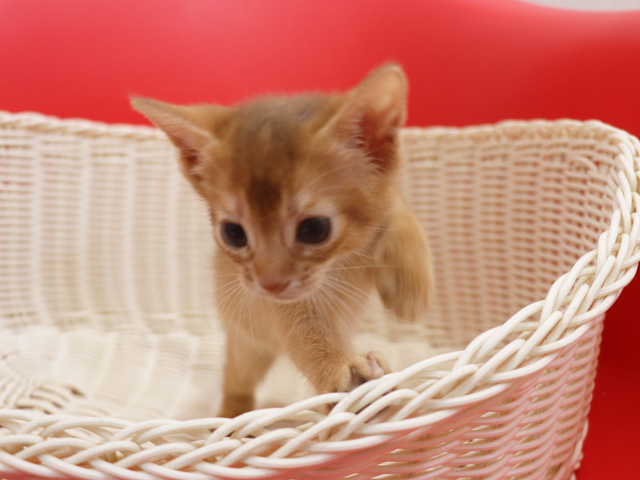 アビシニアンの子猫画像