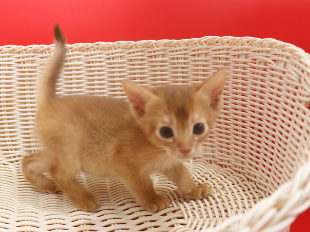 アビシニアンの子猫画像