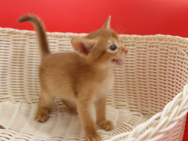アビシニアンの子猫画像