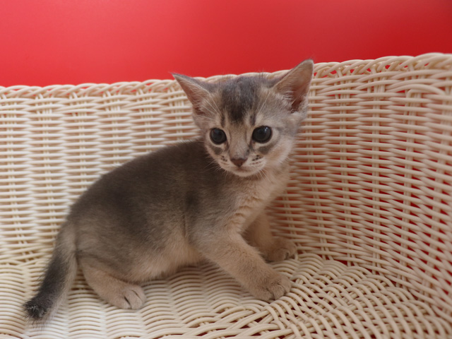 アビシニアンの子猫画像