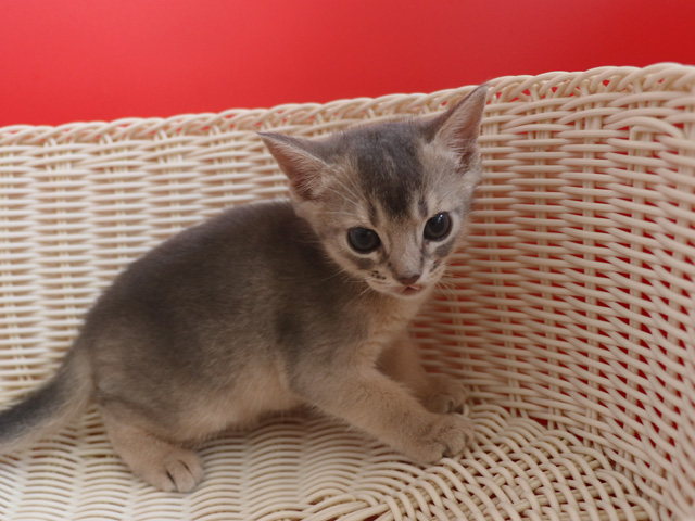 アビシニアンの子猫画像