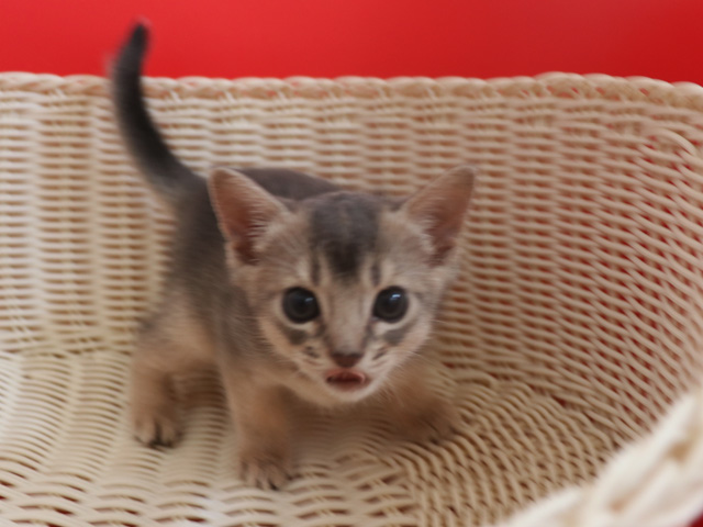 アビシニアンの子猫画像
