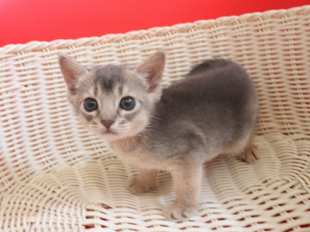 アビシニアンの子猫画像
