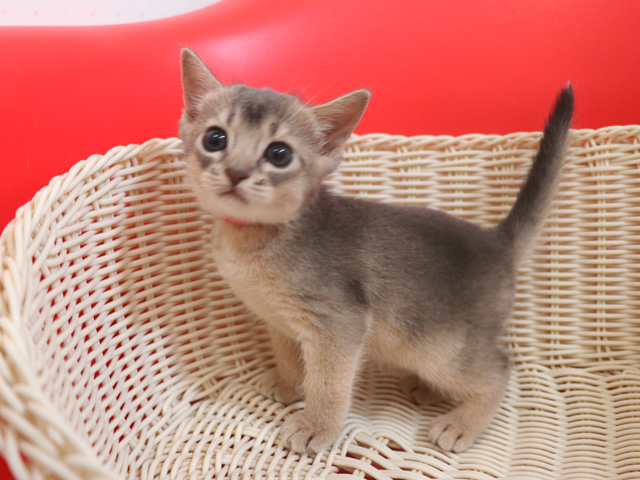 アビシニアンの子猫画像