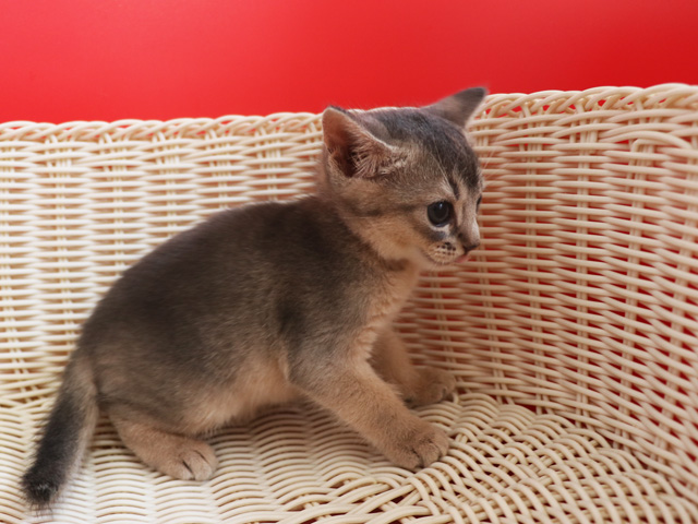 アビシニアンの子猫画像