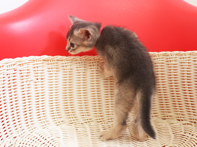 アビシニアンの子猫画像