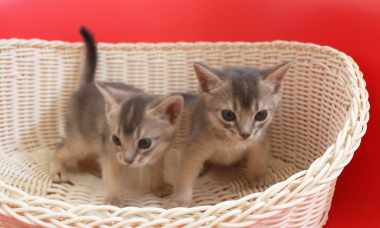 アビシニアンの子猫画像