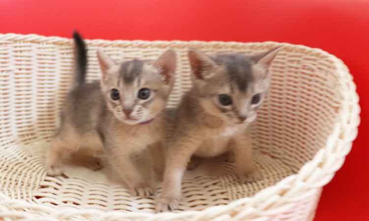 アビシニアンの子猫画像