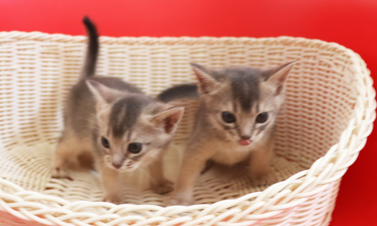アビシニアンの子猫画像