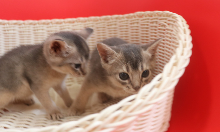 アビシニアンの子猫画像