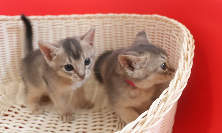 アビシニアンの子猫画像