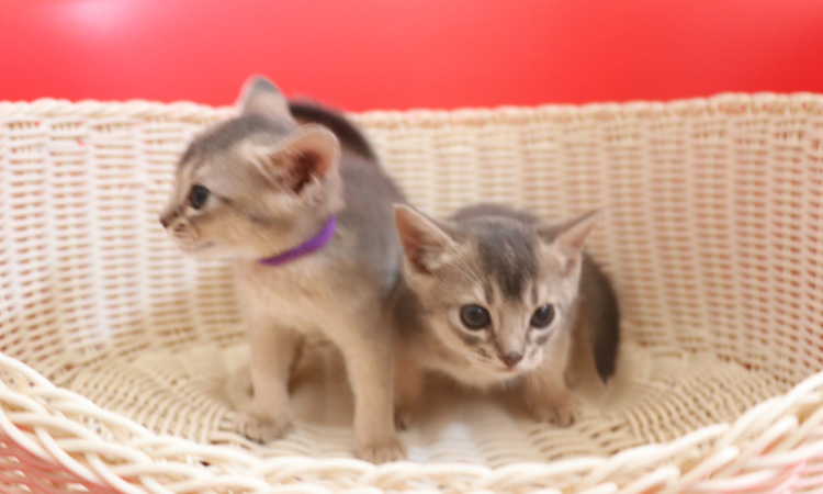 アビシニアンの子猫画像
