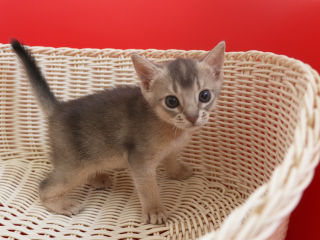 アビシニアンの子猫画像