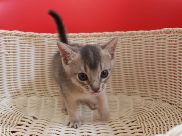 アビシニアンの子猫画像