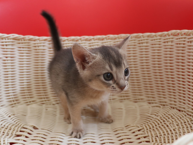 アビシニアンの子猫画像