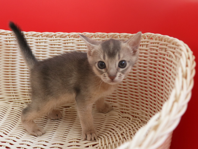 アビシニアンの子猫画像