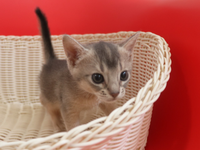 アビシニアンの子猫画像