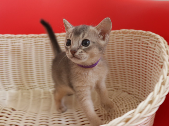 アビシニアンの子猫画像