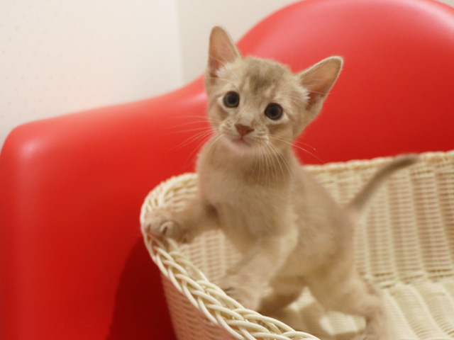 アビシニアンの子猫画像