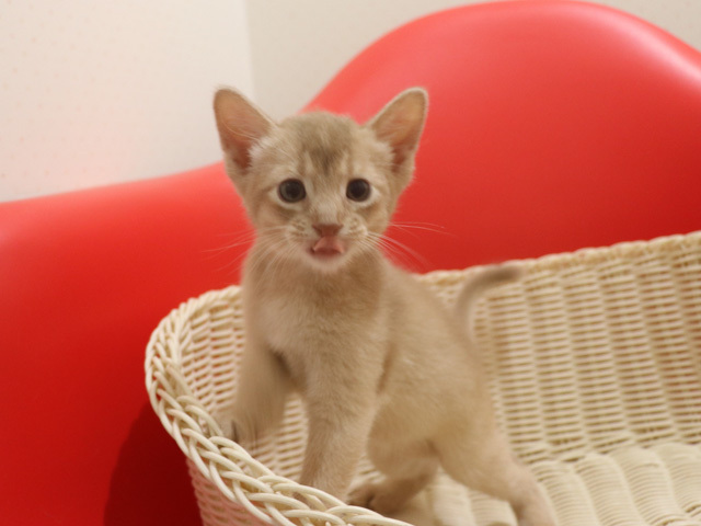 アビシニアンの子猫画像