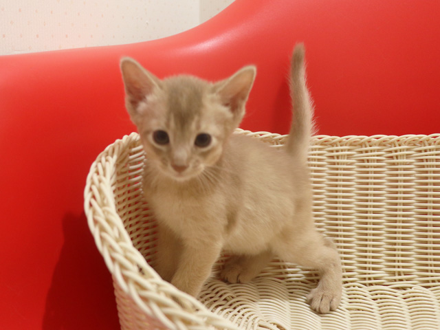 アビシニアンの子猫画像