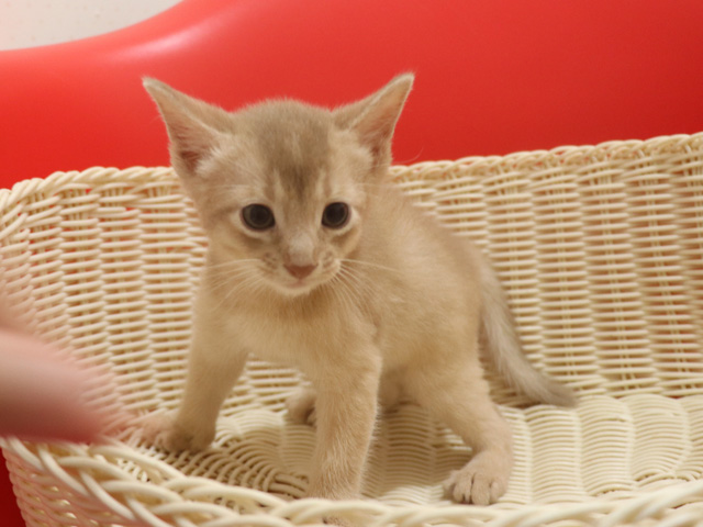アビシニアンの子猫画像