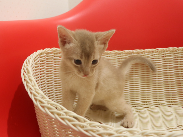 アビシニアンの子猫画像