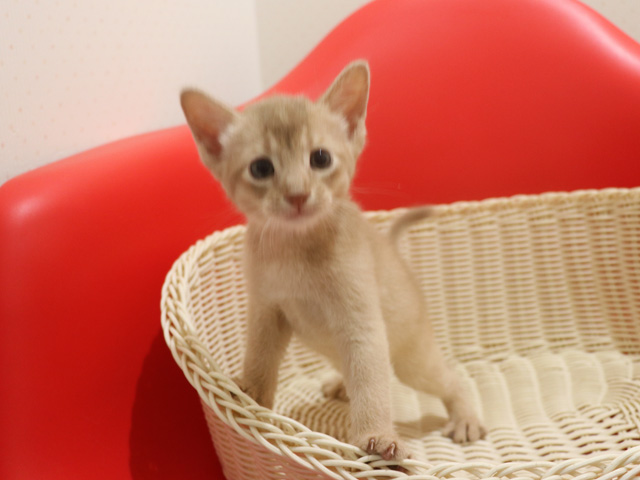 アビシニアンの子猫画像