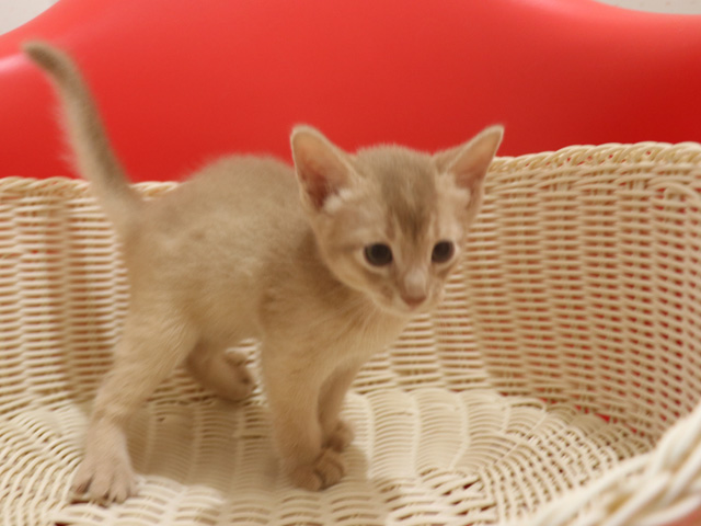 アビシニアンの子猫画像
