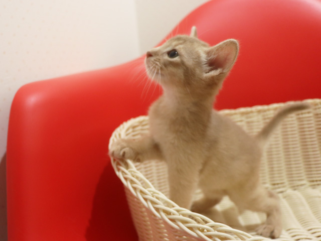 アビシニアンの子猫画像