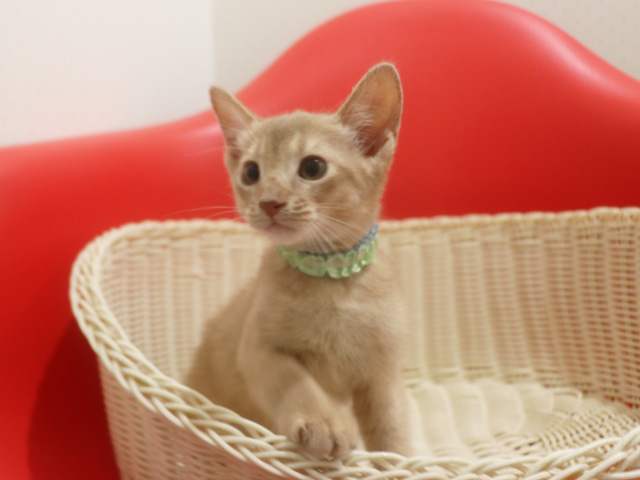 アビシニアン子猫画像