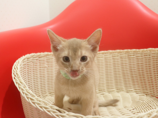 アビシニアンの子猫画像