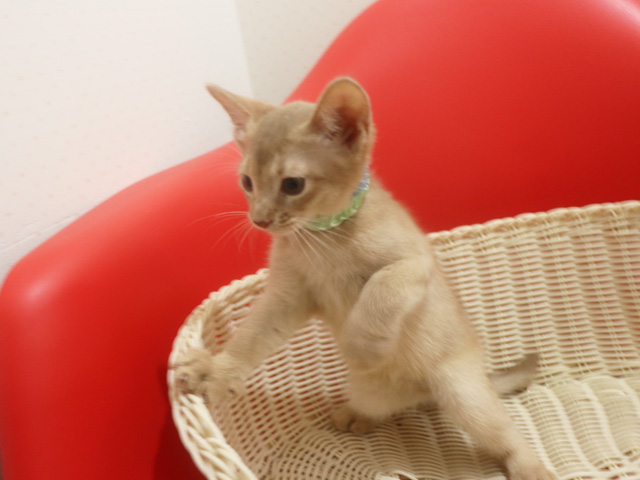 アビシニアンの子猫画像
