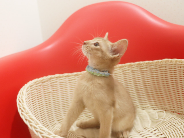 アビシニアンの子猫画像