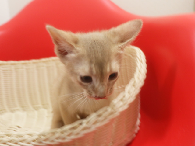 アビシニアンの子猫画像