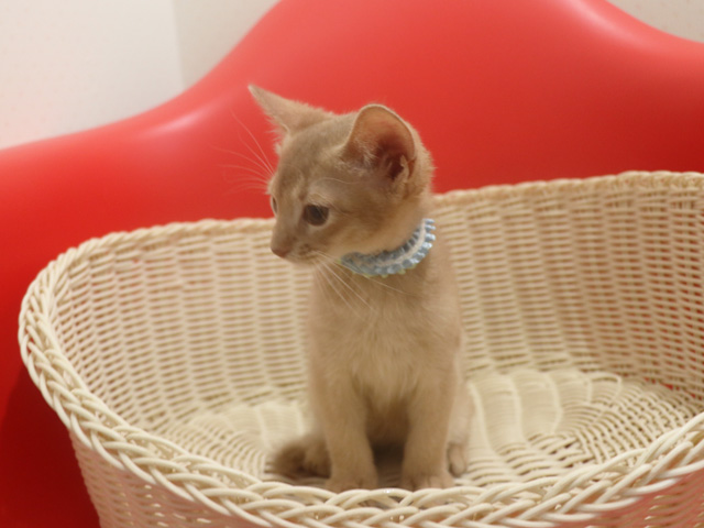 アビシニアンの子猫画像