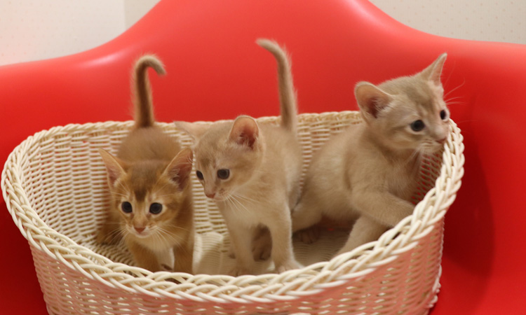 アビシニアンの子猫画像