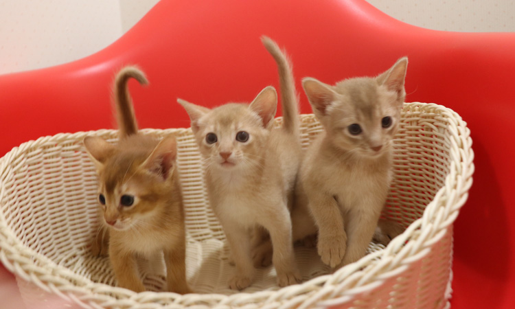 アビシニアンの子猫画像