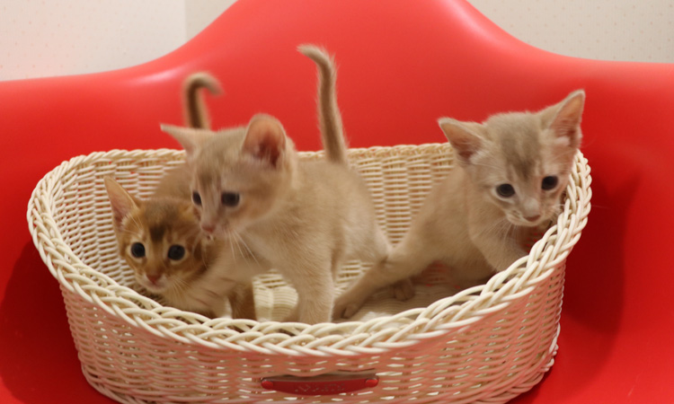 アビシニアンの子猫画像