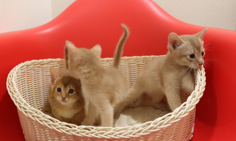 アビシニアンの子猫画像