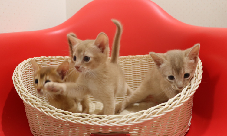 アビシニアンの子猫画像