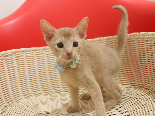 アビシニアンの子猫画像