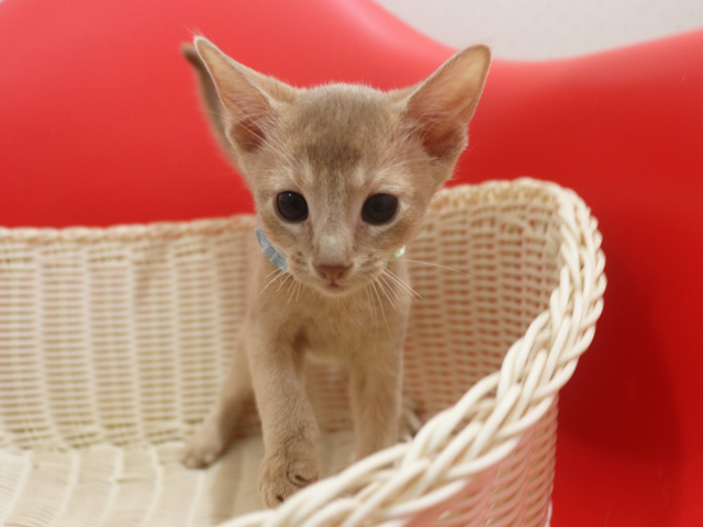 アビシニアンの子猫画像