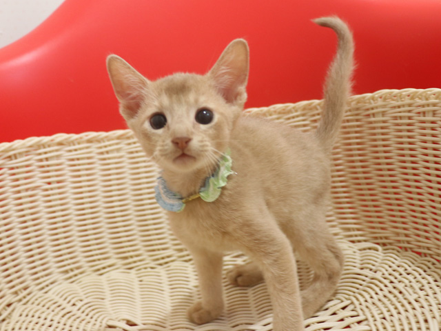 アビシニアンの子猫画像