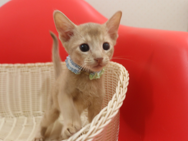アビシニアンの子猫画像