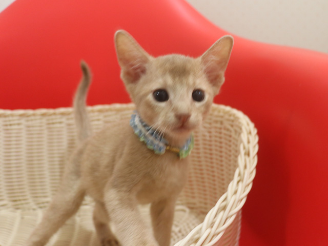 アビシニアンの子猫画像